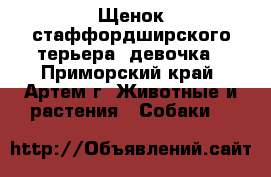 Щенок стаффордширского терьера, девочка - Приморский край, Артем г. Животные и растения » Собаки   